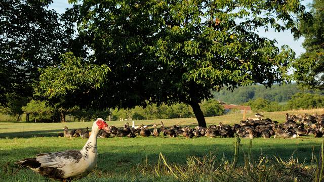 Carnards Barbarie en Périgord